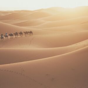 camel walking in the desert at daytime